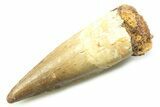 Fossil Spinosaurus Tooth - Real Dinosaur Tooth #357768-1